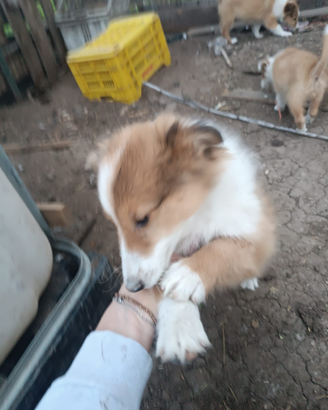 Cuccioli pastori scozzese
