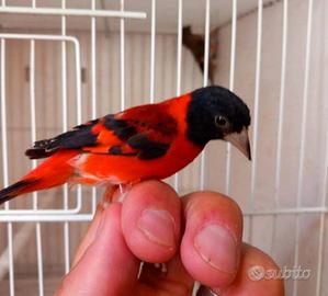 Cardinalini in blocco