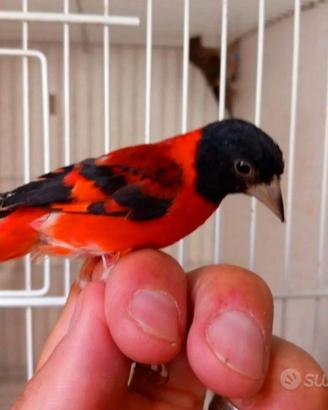 Cardinalini in blocco