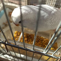 Cocorite varie mutazioni