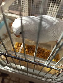 Cocorite varie mutazioni