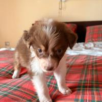 Pastore australiano femmina NBT