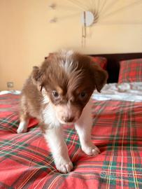 Pastore australiano femmina NBT