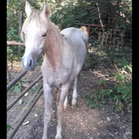 Vendita PSA stallone