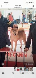 Coppia di shiba