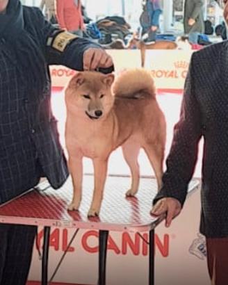 Coppia di shiba