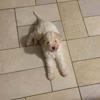 Lagotto maschio bianco nato il 20 ottobre