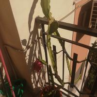 frutto del drago