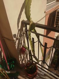 frutto del drago