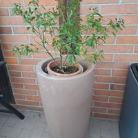 Vaso alto Nicoli