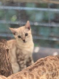 Gatti bengala