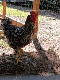 Gallo Amrocks