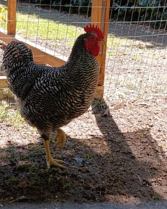Gallo Amrocks
