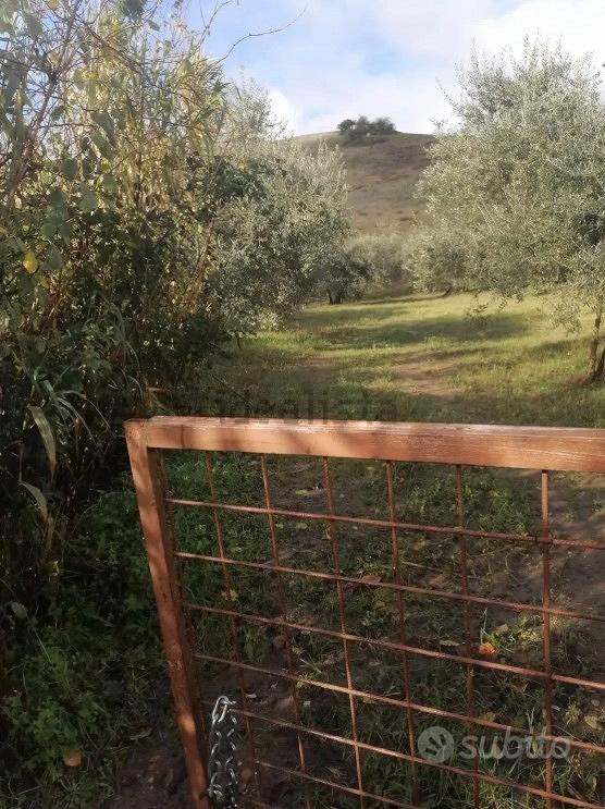 Terreno uliveto - Vista 2