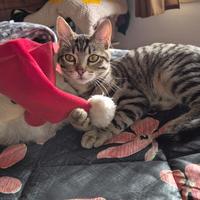 Martino gattino 5 mesi