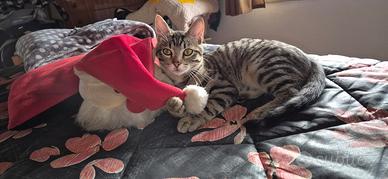 Martino gattino 5 mesi