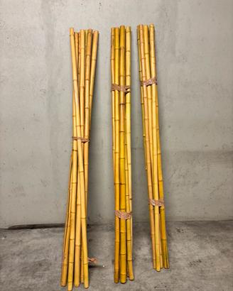 Canne di bamboo