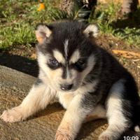 Cucciolo Husky