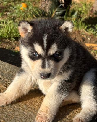Cucciolo Husky