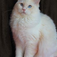 Cucciolone RAZZA RAGDOLL con Pedigree