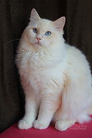 Cucciolone RAZZA RAGDOLL con Pedigree