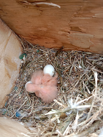 Pulli di inseparabili roseicollis