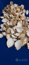 Lotto 1,5 kg Gusci di Vongole dell'Atlantico