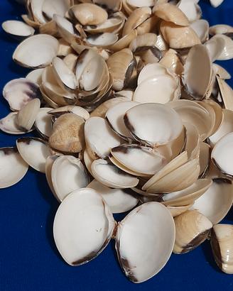 Lotto 1,5 kg Gusci di Vongole dell'Atlantico