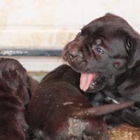 Cane Corso
