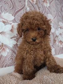 Cucciola Barboncino VERO TOY