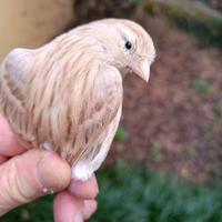 Canarina Isabella bianco