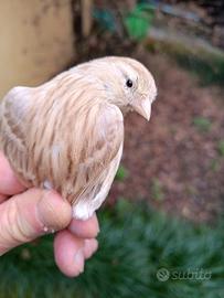 Canarina Isabella bianco