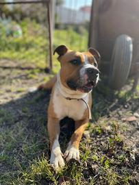 Amstaff originale femmina