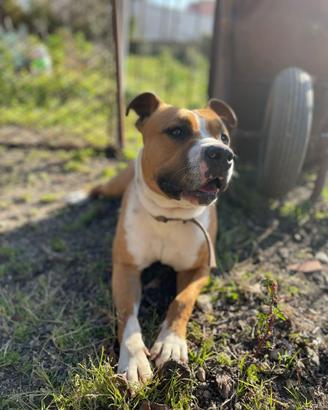Amstaff originale femmina