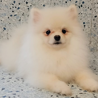 Spitz Pomerania pedrgree Enci