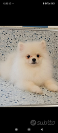 Spitz Pomerania pedrgree Enci