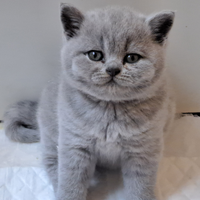 Maschio di british shorthair