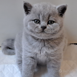 Maschio di british shorthair