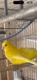 Canarini giallo maschi