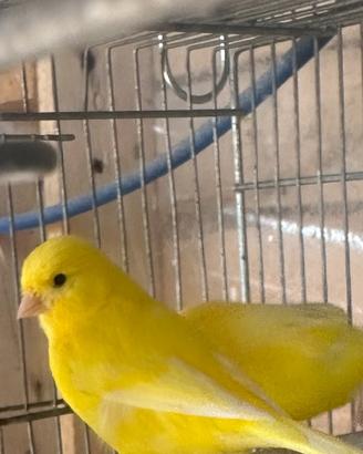Canarini giallo maschi
