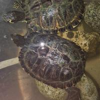 Tartarughe