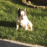 Bulldog Francese per Monta