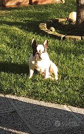 Bulldog Francese per Monta