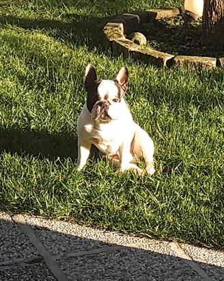 Bulldog Francese per Monta