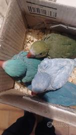 Pappagalli