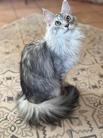 Gattone, razza Maine coon nato 20/03/2025