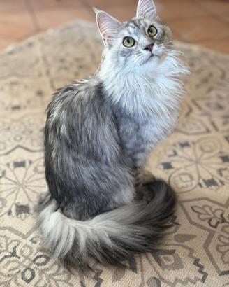 Gattone, razza Maine coon nato 20/03/2025