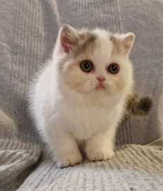 Cucciola british shorthair