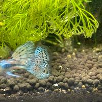 Pesce Guppy e Endler