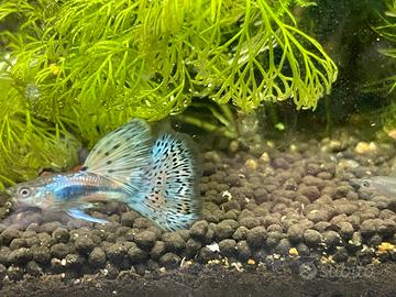 Pesce Guppy e Endler